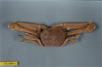 藏品(長手隆背蟹)的圖片